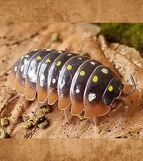 Clown Isopods, Armadillidium klugii
