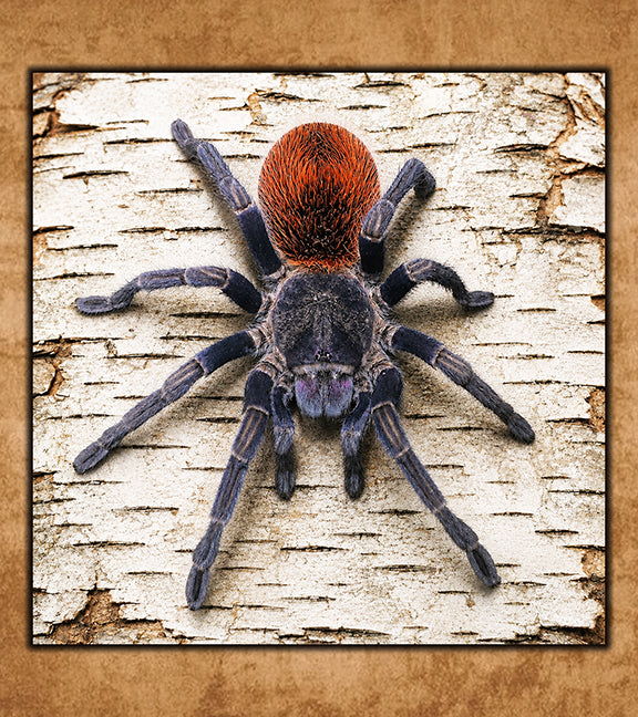 Buy Tarantulas Online (Captive-Bred, Fast Shipping) | Defiant
