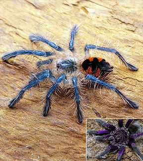 Colombian Purple Bloom Bird Eater Tarantula, Pamphobeteus sp Machala