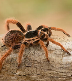 Costa Rican Giant Red Leg, Megaphobema mesomelas