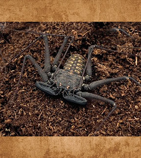 Costa Rican Whip Spider, Phrynus whitei