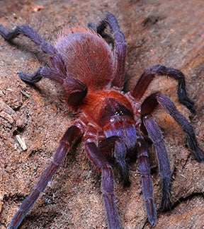Cuban Orange-Violet Masked Tarantula, Citharacanthus Cyaneus