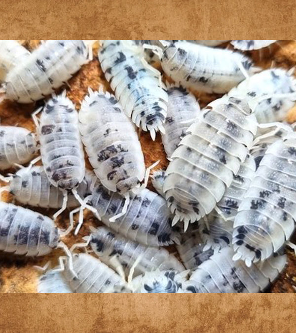 Dairy Cow Isopods, Porcellio laevis