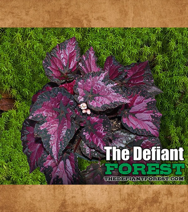 Painted Begonia, Deep Purple