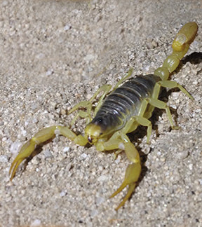 Desert Hairy Scorpion, Hadrurus arizonensis