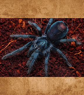 Dominican Purple Tarantula, Phormictopus sp.