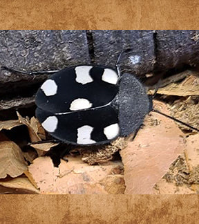 White Spotted Domino Roach Nymphs, Therea petiveriana