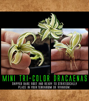 Mini Tri-Color Dracaenas