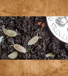 Dwarf White Isopods, Trichorhina tomentosa