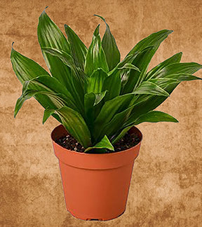 Dwarf Green Dracaena