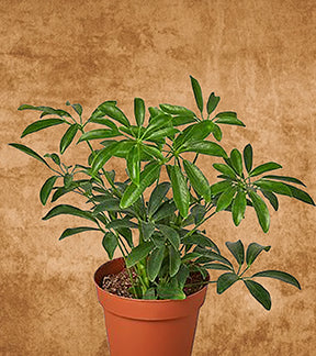 Dwarf Umbrella Tree, Schefflera Arboricola