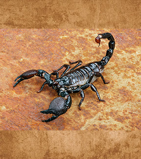 Emperor Scorpion, Pandinus imperator