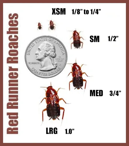 Feeder Red Runner Roach