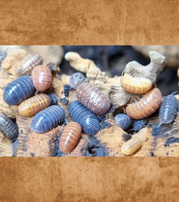 Feeder Isopods