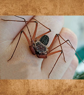 Florida Keys Whip Spider, Paraphrynus raptator