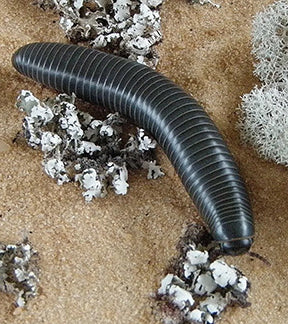 Florida Scrub Millipedes, Floridabolus orini