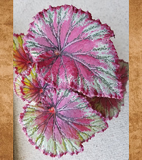 Painted Begonia, Fuchsia