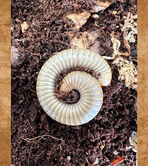 Ghost Oak Millipede, Narceus gordanus