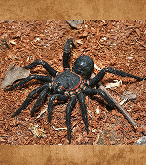 Giant Black Armored Trap Door Spider, Liphistius sp. Jarujien