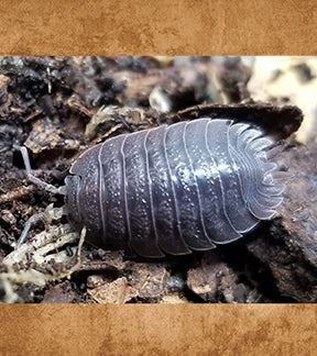 Giant Canyon Isopods, Porcellio dilatatus