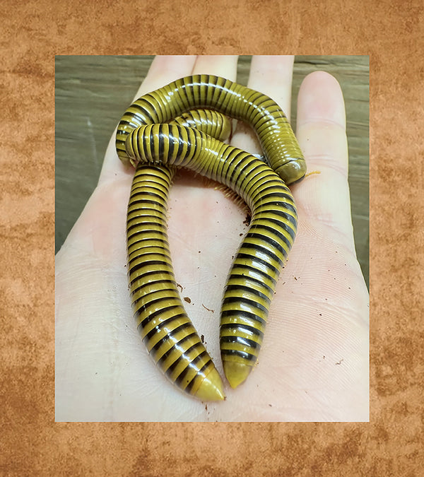 Giant Gold Banded Millipede, Order Spirobolida