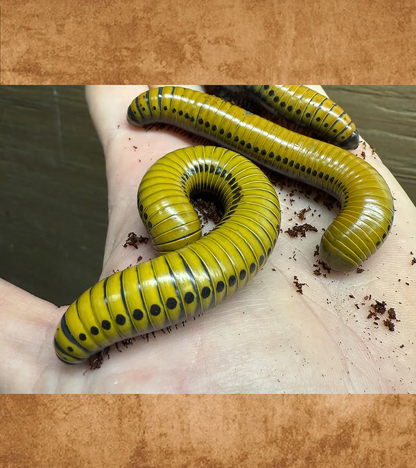 Sulawesi Giant Spotted Millipede, Undescribed sp.