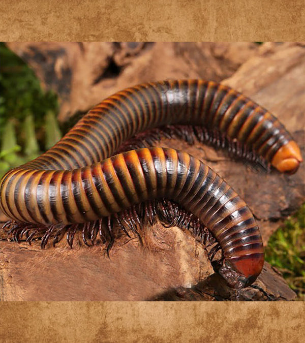 Giant Orange Banded Rainbow Millipede, Diplopoda sp.