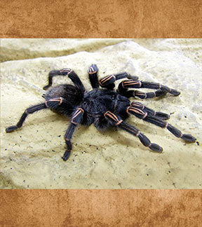 Giant Peruvian Blue Zebra, Thrixopelma longicolli