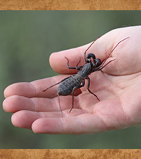 Giant Vinegaroons, Mastigoproctus giganteus
