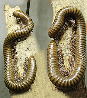 Giant African Olive Millipedes, Telodeinopus aoutii