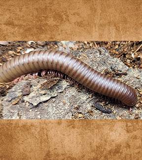 Giant Mahogany Pink Foot Millipede, Narceus americanus