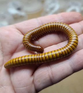 New Mexico Giant Maple Millipedes, Orthroporus ornatus