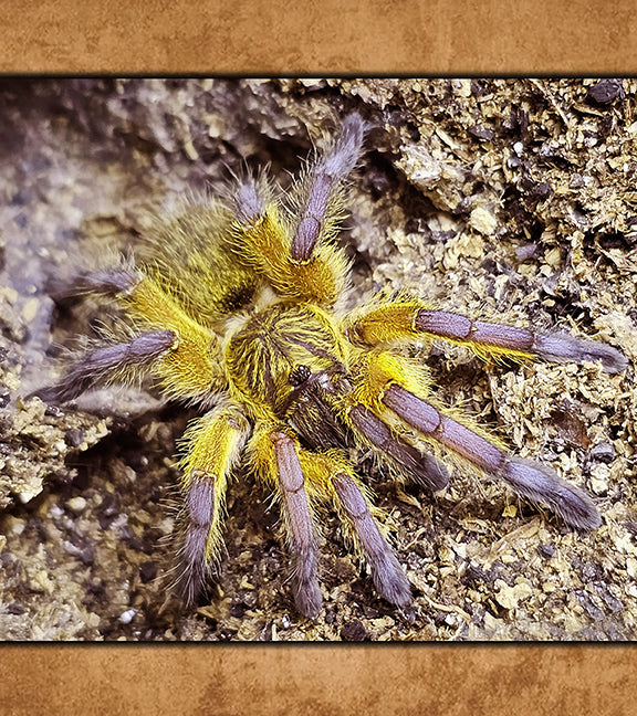 Buy Tarantulas Online (Captive-Bred, Fast Shipping) | Defiant