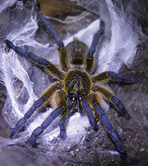 Golden Blue-Legged Baboon Tarantula, Harpactira pulchripes