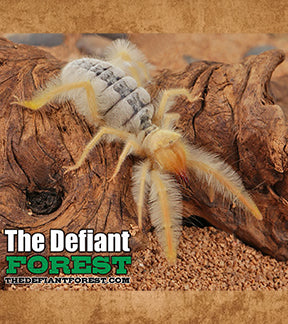 Golden Brush Sun Spider, Paragaleodes Sericeus