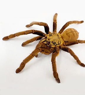 Golden Earth Tiger Tarantula, Cyriopagopus c.f. schmidti
