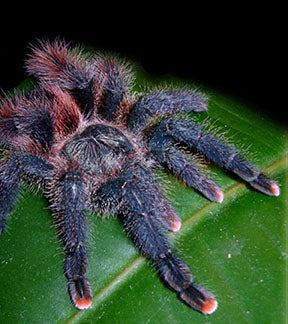 Goliath Pink Toe Tarantula, Avicularia braunshauseni