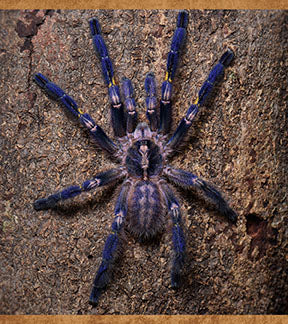 Gooty Sapphire Ornamental Tarantula, Poecilotheria metallica