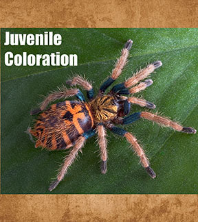 Green Bottle Blue Tarantula, Chromatopelma cyaneopubescens