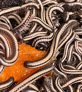 Hawaiian Striped Millipedes, Spirobolellus, Sp.
