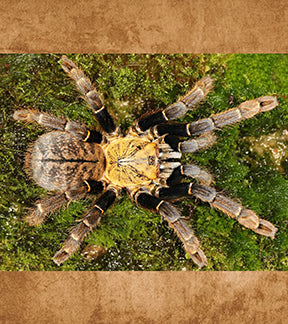 Ho Chi Minh Earth Tiger Tarantula, Ornithoctoninae sp