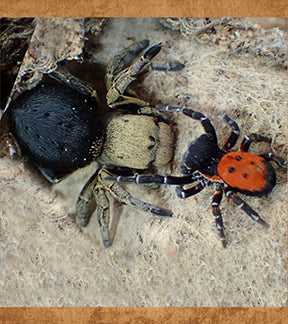 Ladybird Velvet Spider, Eresus illustris