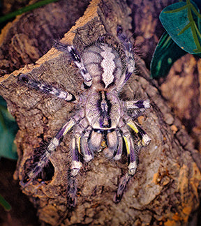 Indian Ornamental Tarantula, Poecilotheria regalis