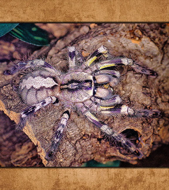 Buy Tarantulas Online (Captive-Bred, Fast Shipping) | Defiant