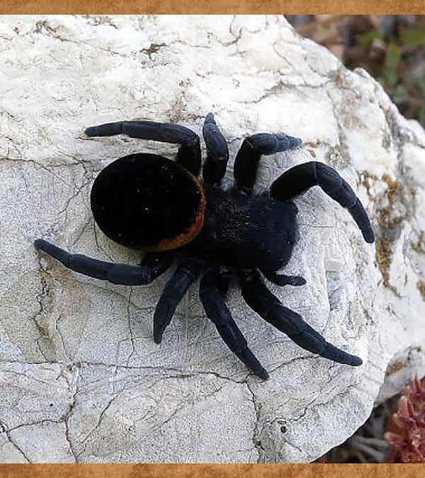 Italian Ladybird Velvet Spider, Eresus ruficapillus