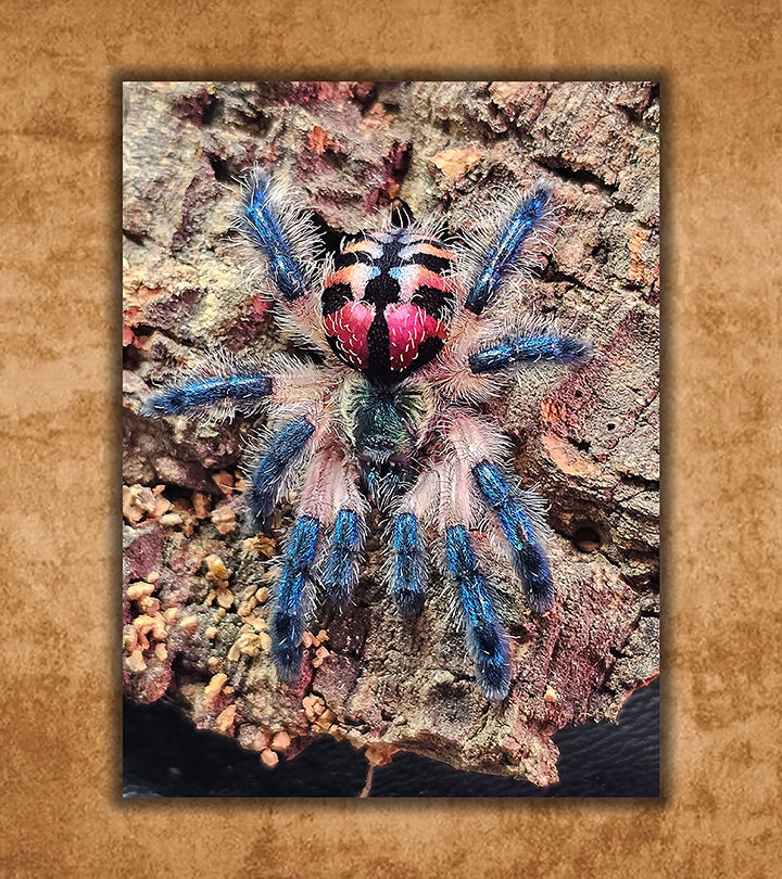 Buy Tarantulas Online (Captive-Bred, Fast Shipping) | Defiant