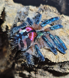 Brazilian Jewel Tarantulas, Typhochlaena seladonia