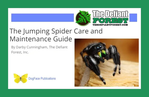 The Jumping Spider Care and Maintenance Guide / Free Download