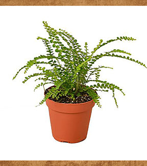 Lemon Button Fern
