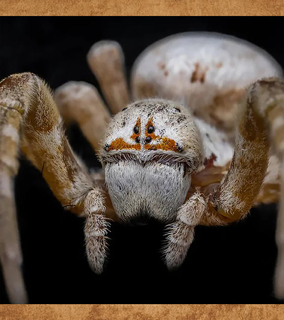 Lined Desert Velvet Spider, Stegodyphus lineatus